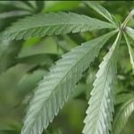 Marijuana still hot topic in Florida