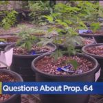 Proposition 64: Legal Recreational Marijuana Raises Concerns For Medical Pot Grows