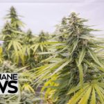 Everything You Need to Know About Illinois’ Marijuana Legalization Bill | MERRY JANE News